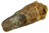 Fossil Spinosaurus Tooth - Real Dinosaur Tooth #253511-1